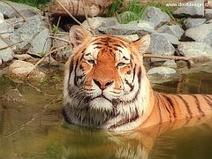 Tigerswim003 copia